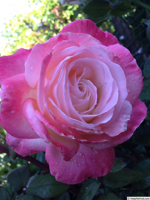 'April In Paris ™' rose photo