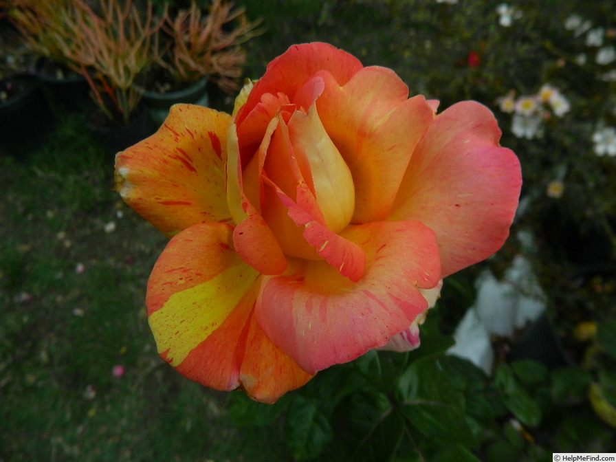 'Kimo' rose photo