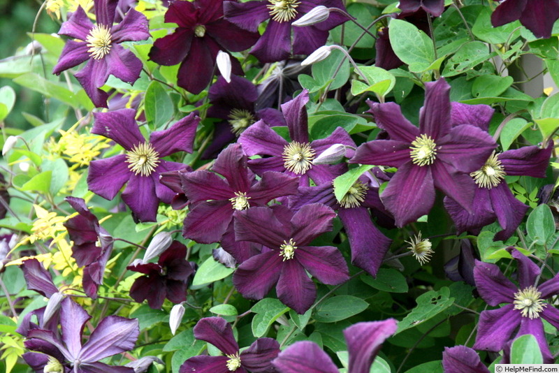 'Romantika' clematis photo