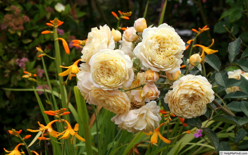 'Jeri Jennings' rose photo