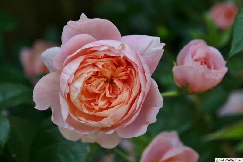 'Colette (climber, Meilland 1994)' rose photo