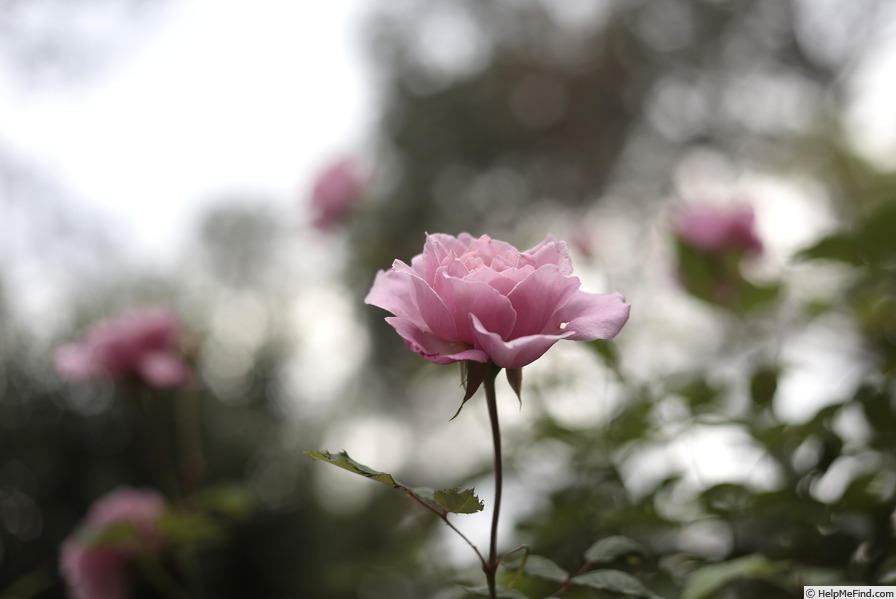 'Belinda's Rose' rose photo