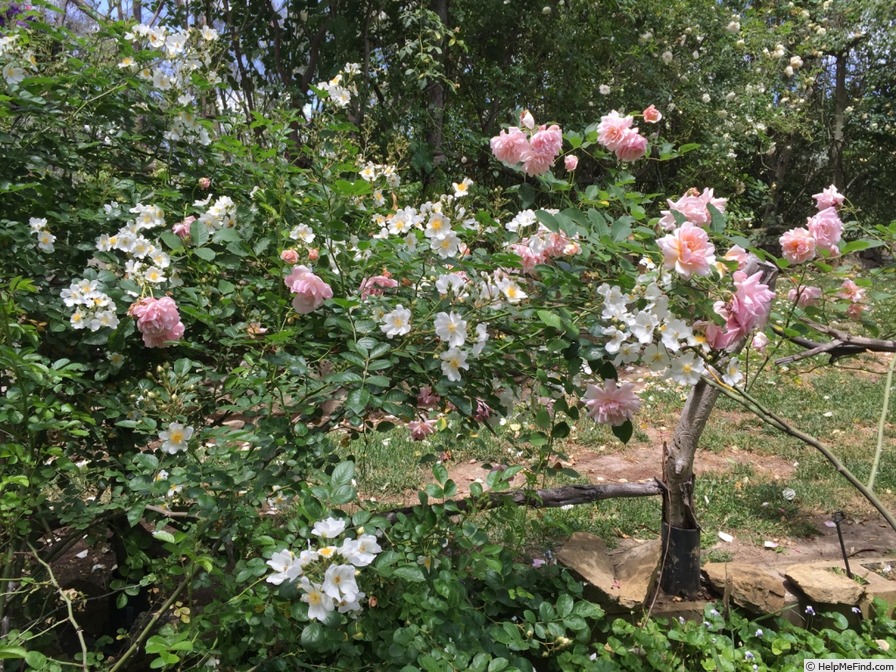 'Felicia (hybrid musk, Pemberton 1926)' rose, click to enlarge 'Felicia (hybrid musk, Pemberton 1926)' rose photo