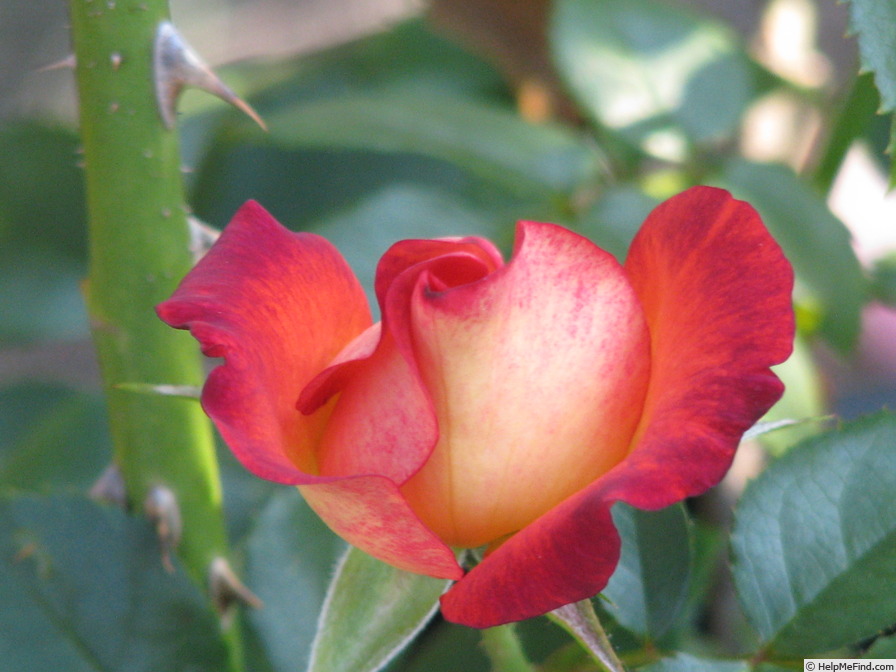 '13GRIM1' rose, click to enlarge '13GRIM1' rose photo