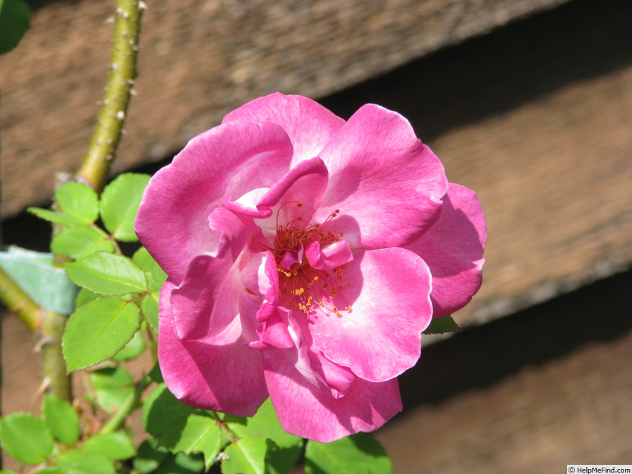 '13B4U5' rose photo