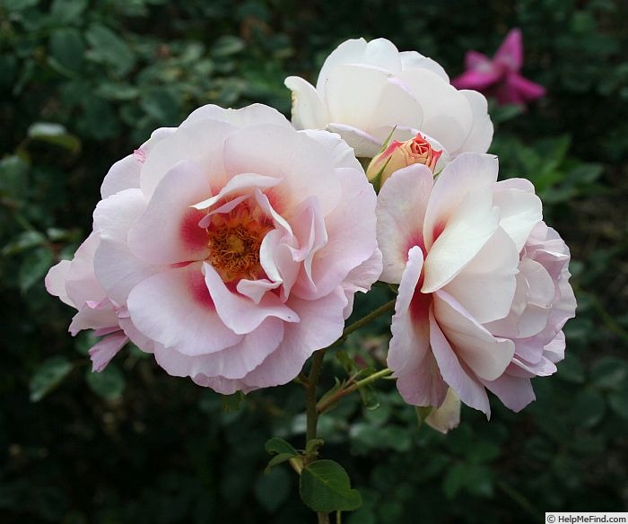 'Hubba Dubba' rose photo