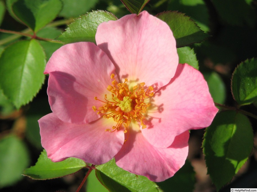 '13COPSTA3' rose, click to enlarge '13COPSTA3' rose photo