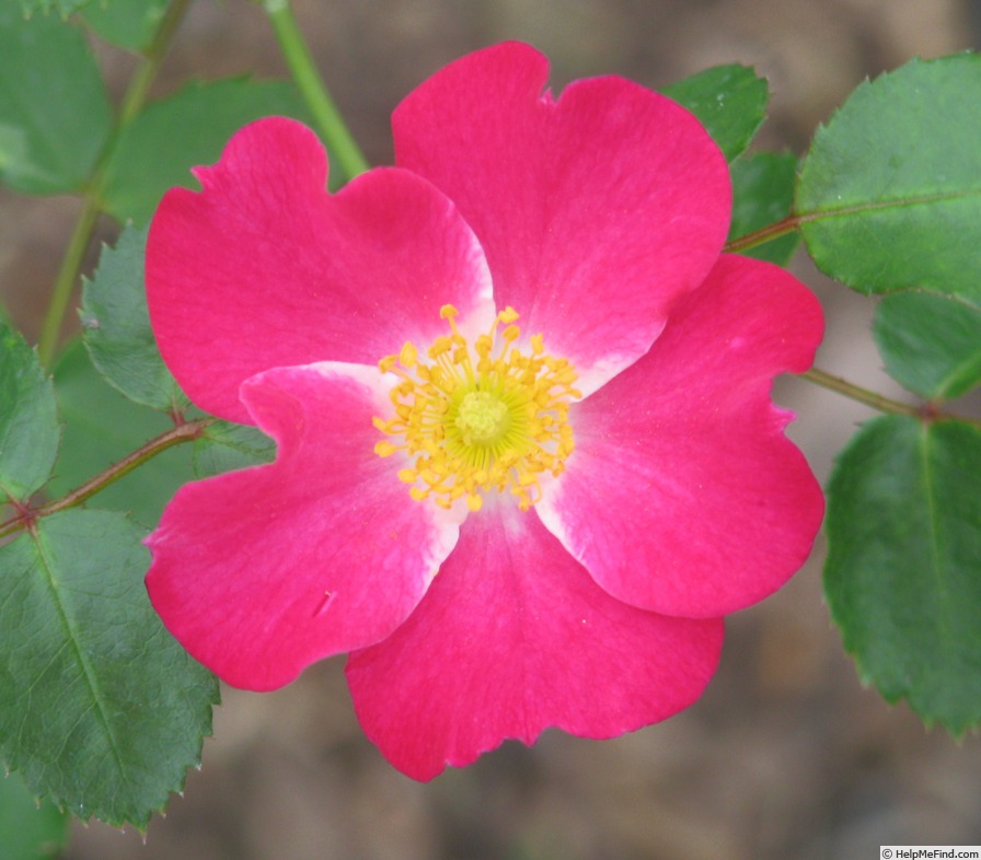 '13SOPH10' rose photo