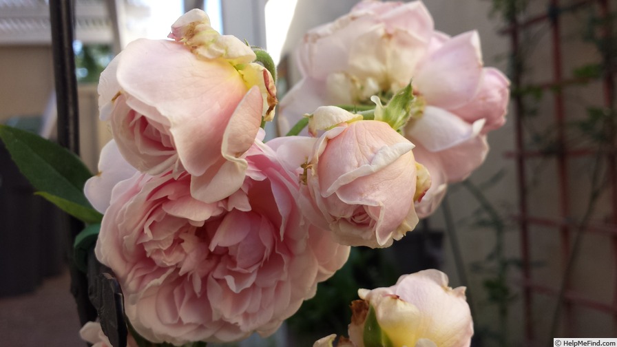'Annie Laurie McDowell' rose photo
