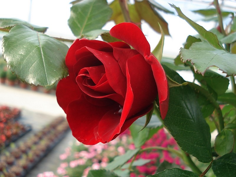 'Rose de Fleurie ®' rose photo