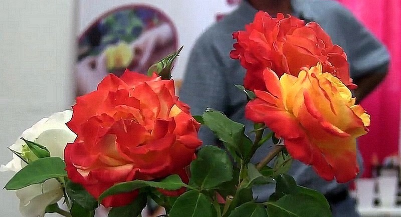 'Henryane de Chaponay ®' rose photo