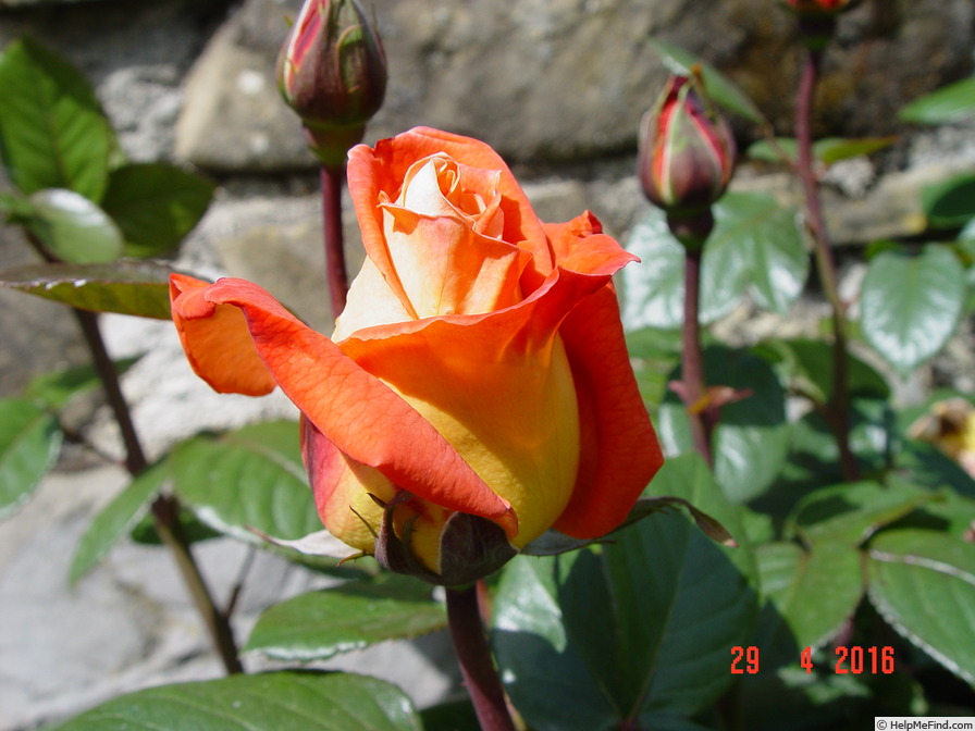 'Louis de Funès ®' rose photo