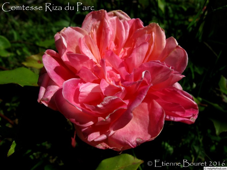 'Comtesse Riza du Parc' rose photo
