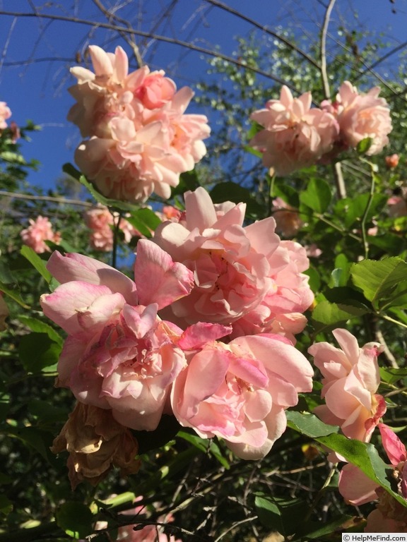 'Felicia (hybrid musk, Pemberton 1926)' rose photo
