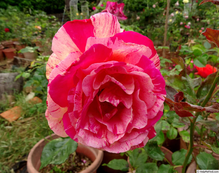 'Daring Spirit™' rose photo