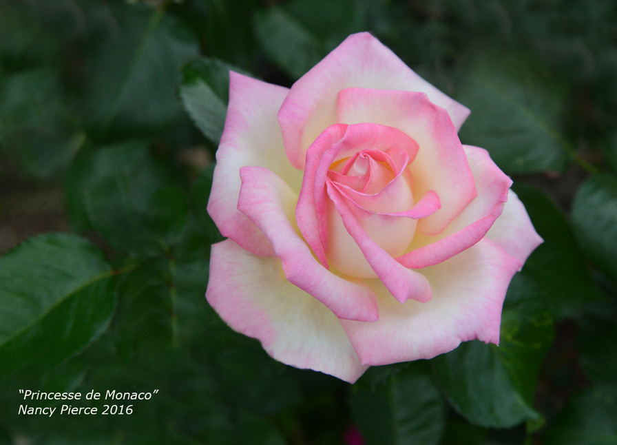 'Princesse de Monaco ® (hybrid tea, Meilland, 1971/81)' rose photo