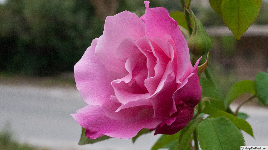 'Madame Grégoire Staechelin' rose photo