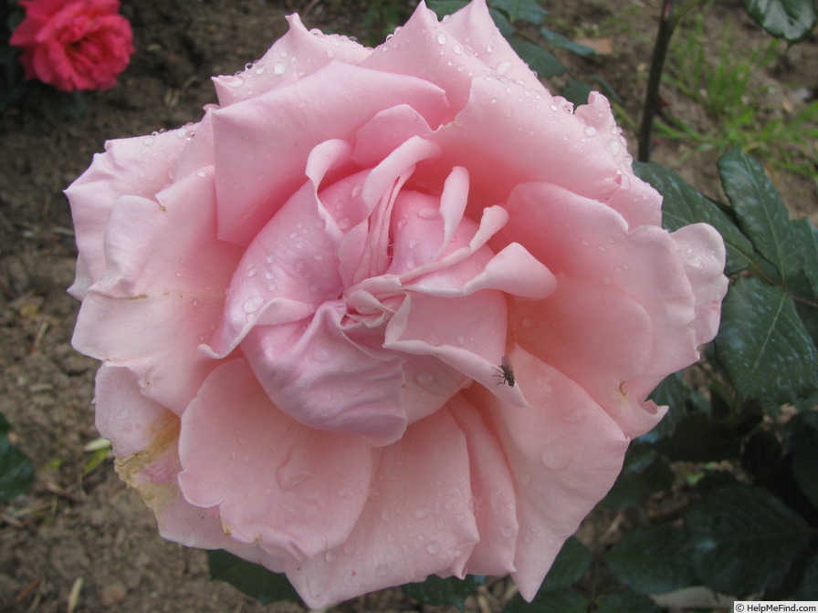 'Principessa delle Rose' rose photo