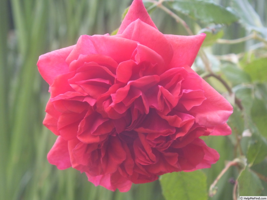 'Geranium Red' rose photo