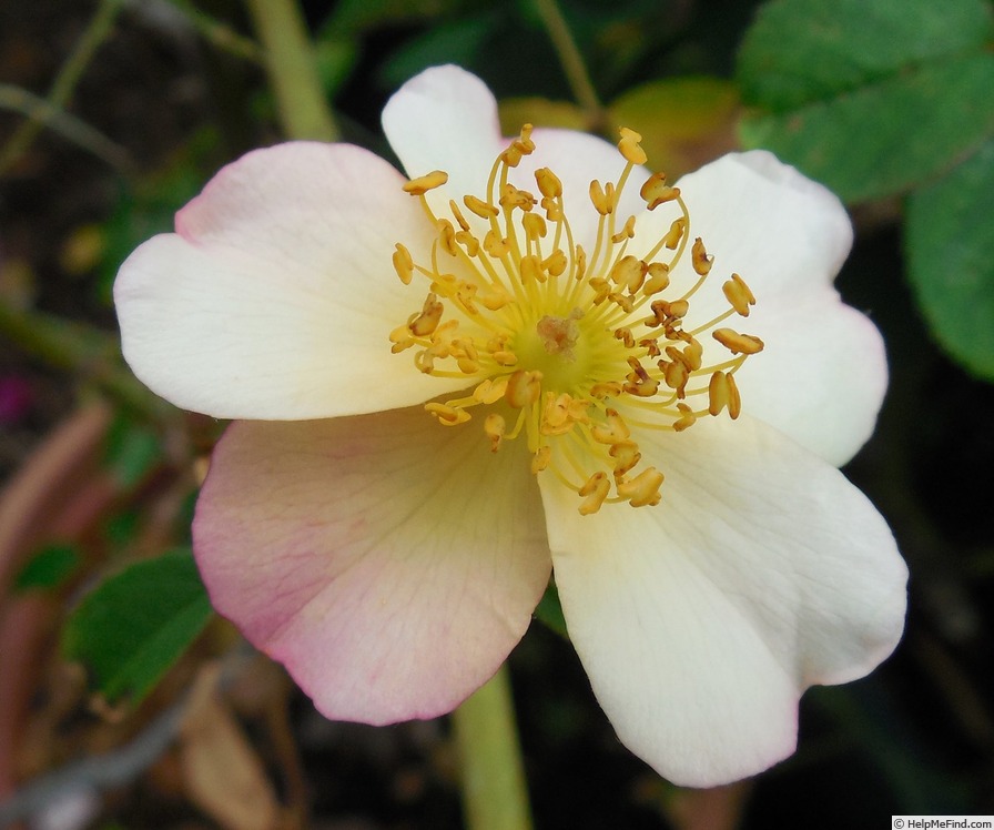 'Plaisanterie (Hybrid Musk, Lens 1988/96)' rose photo