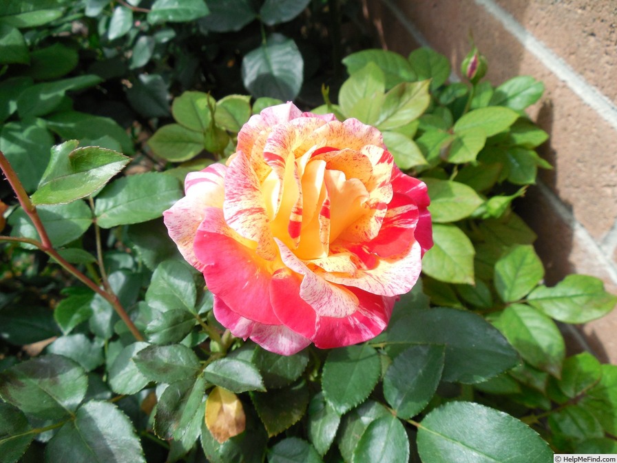 'Camille Pissarro ™' rose photo
