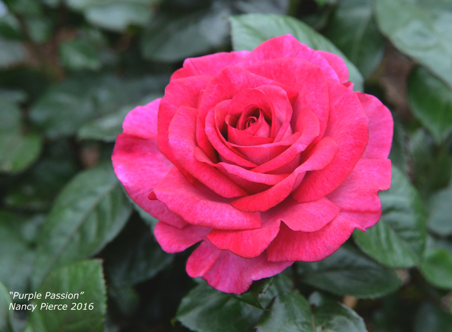 'Purple Passion ™' rose photo