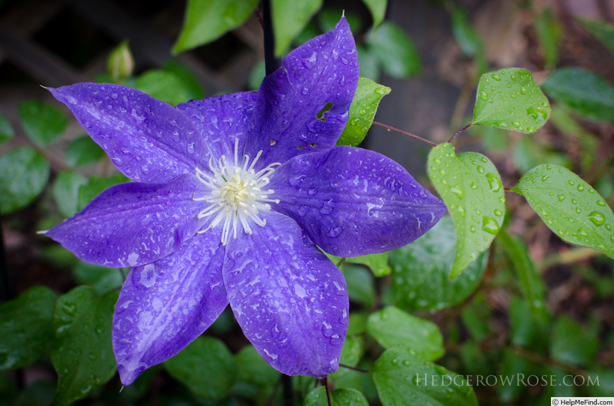 'Diana's Delight' clematis photo