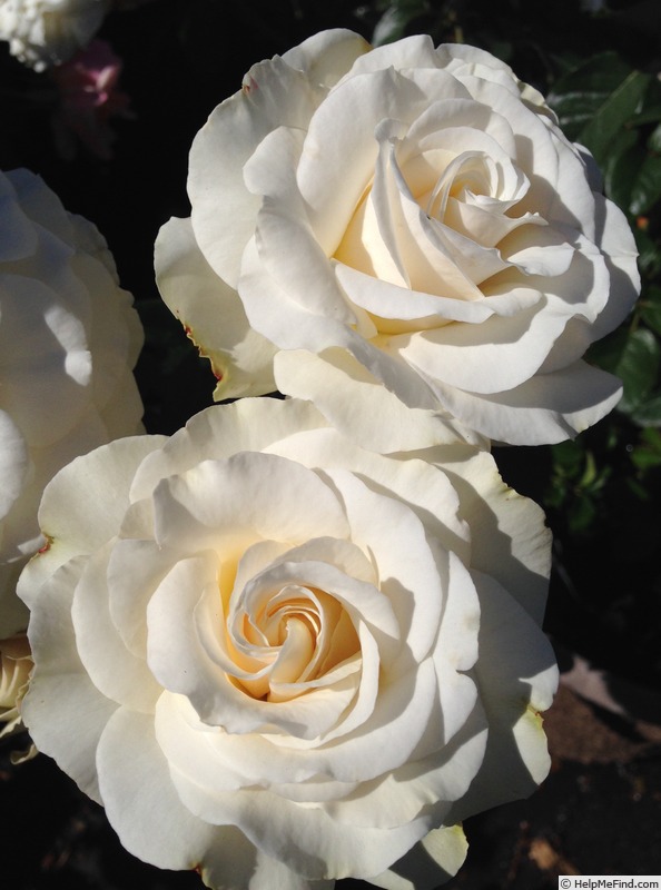 'Mount Hood' rose photo