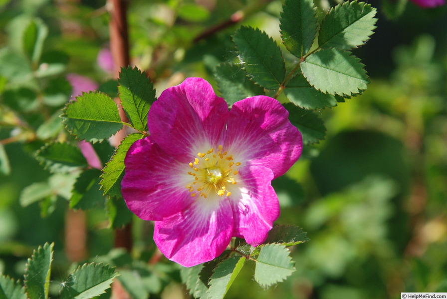 'Glory of Edzell' rose, click to enlarge 'Glory of Edzell' rose photo
