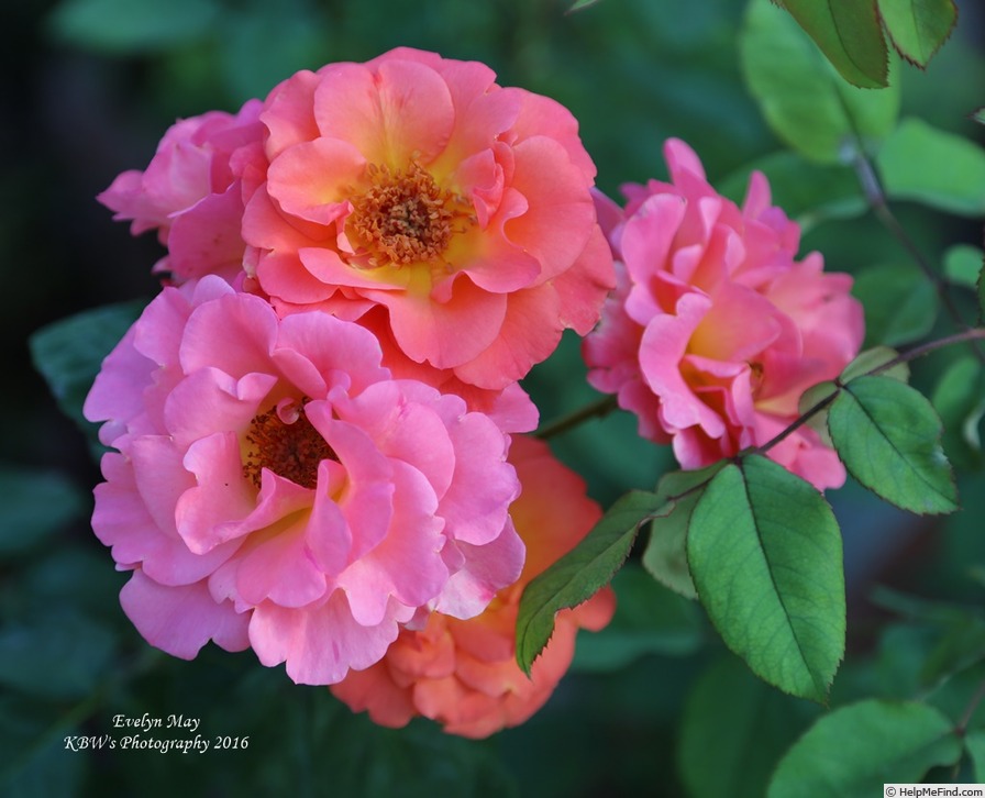 'Evelyn May (shrub, Beales, 2000)' rose photo