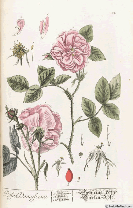 'R. damascena' rose photo