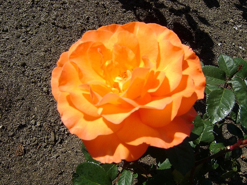 'Tea Time (hybrid tea, Evers/Tantau, 1994)' rose photo