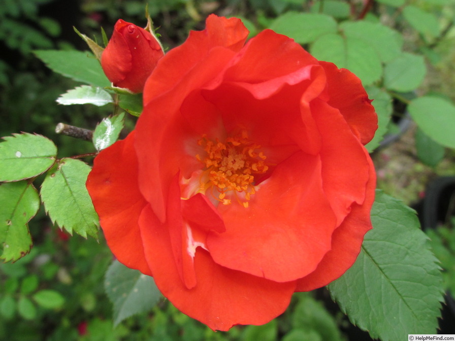 'Jim Lounsbery' rose photo