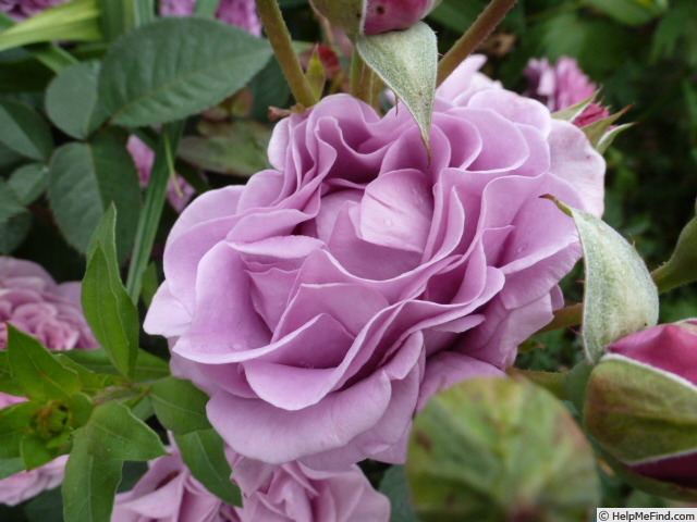 'Terra Limburgia' rose photo