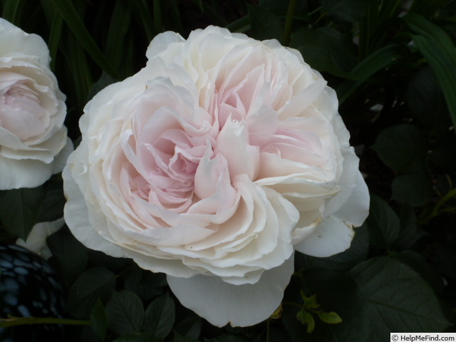 'Herzogin Christiana ®' rose photo