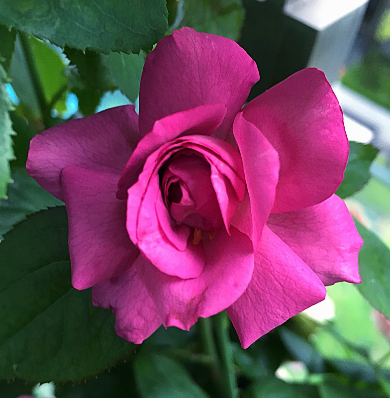 'Thank You Rose' rose photo