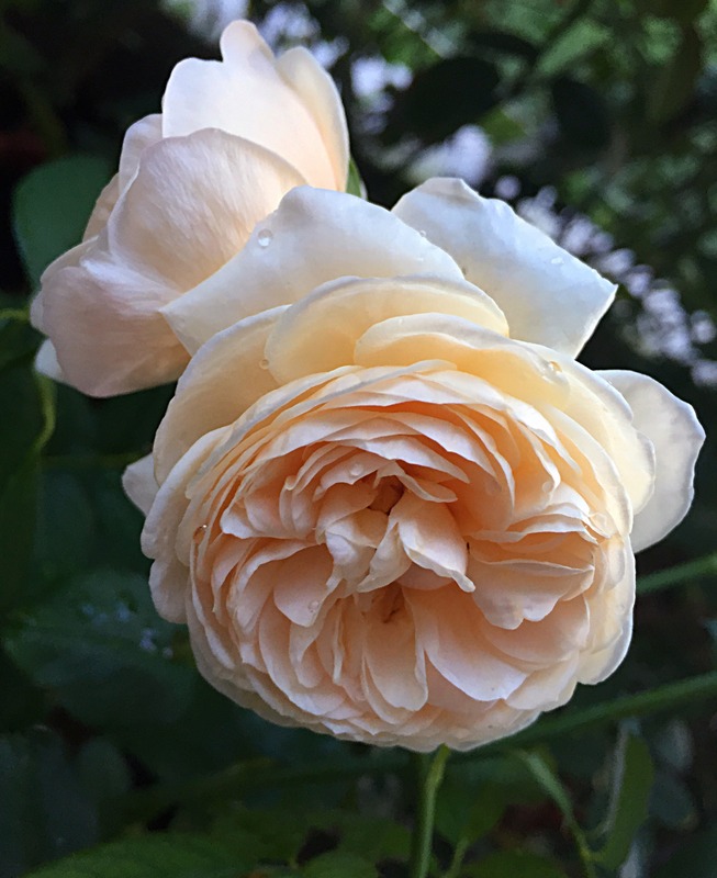 'Alexandrine (hybrid tea, Meilland, 2009)' rose photo