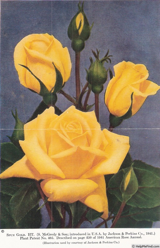 'Spun Gold' rose photo