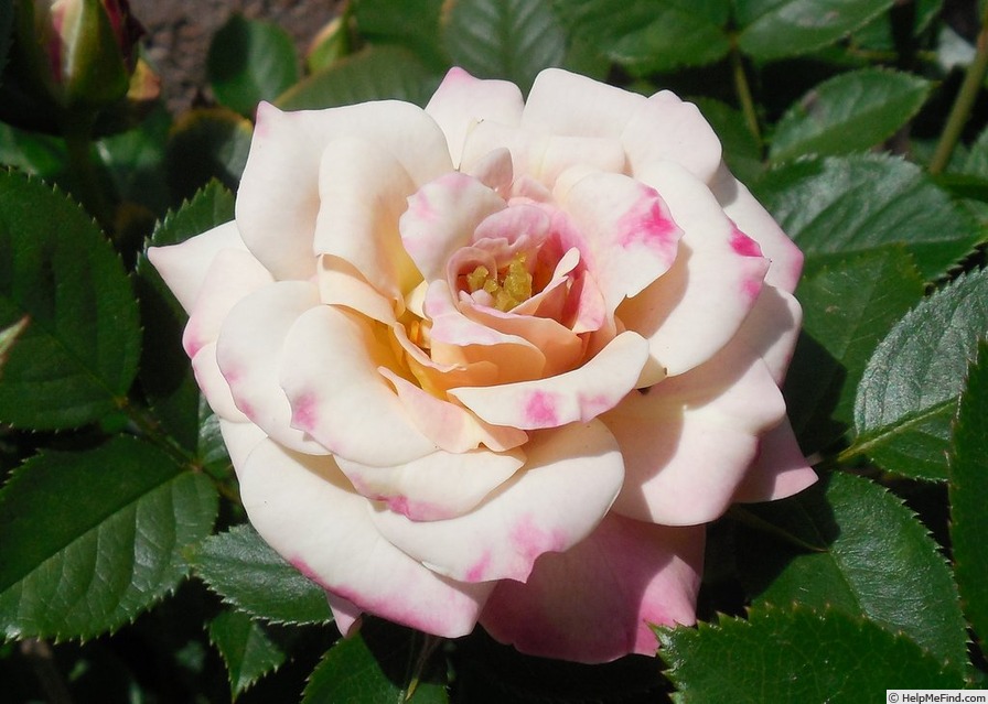 'Rainforest' rose photo