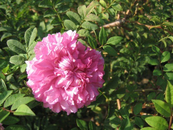 '<i>Rosa roxburghii</i> f. <i>plena</i> Rehder synonym' rose photo