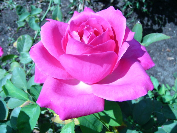 'Caprice de Meilland ®' rose photo