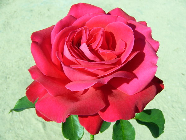 'Dame de Coeur' rose photo