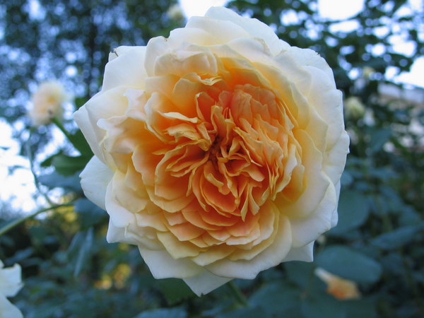 'Molineux' rose photo