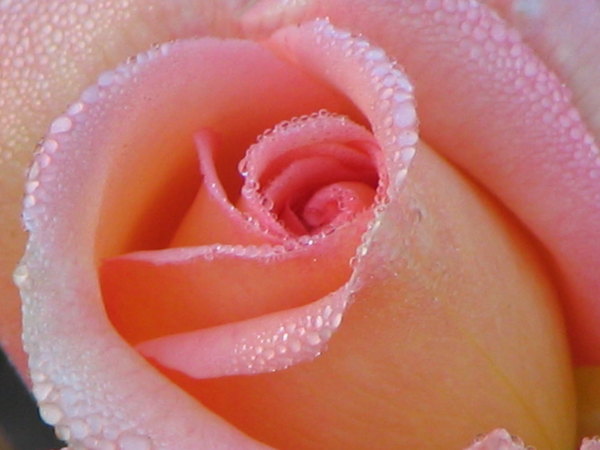 'Scent-sation' rose photo