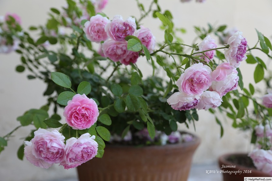 'Jasmina ™ (LCl, Kordes, 1996)' rose photo