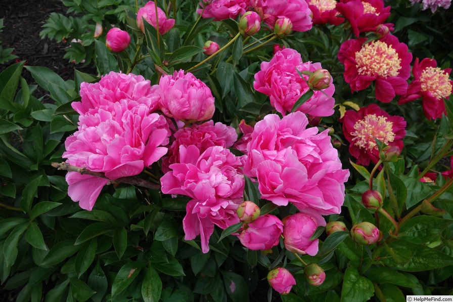 'Mammoth Rose' peony photo