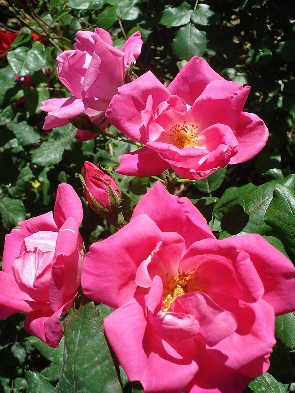 'Rodin ® (floribunda, Meilland 2000)' rose photo