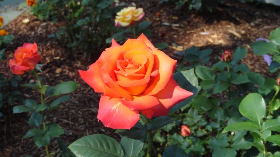'Rivercrest Rose Garden'  photo