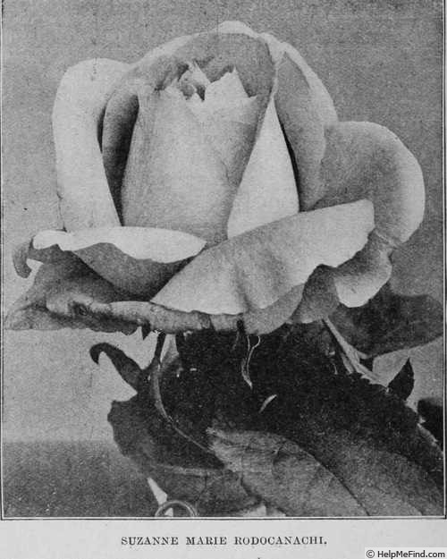 'Suzanne-Marie Rodocanachi (HP, Lévèque, 1883)' rose photo