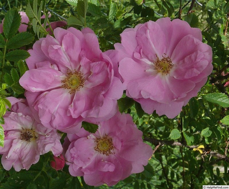 'Hareiga' rose photo